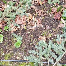 Pfluger Padron model 3180 steel cable line with Fiberglass rod