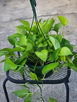 Neon Pothos hanging basket live plants