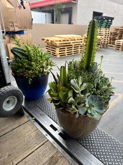 Pretty cute Succulent and Cacti planter