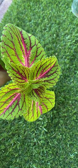 Coleus Plant Cutting – Green and Red  fresh and water rooted.
