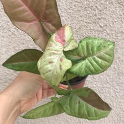 Beautiful Pink Confetti Syngonium Plant