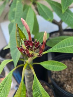 Pink Plumeria Plants