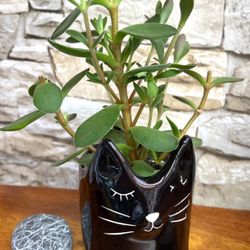 Succulent In Cute Ceramic Black Cat Pot 3.5"H.