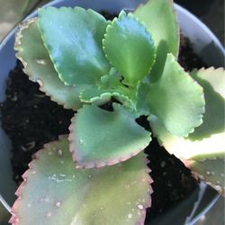 Kalanchoe 