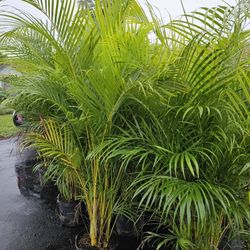 huge arecas About 6 feet tall Instant Privacy Hedge For Fence Green Full 