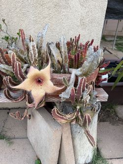 Huge established starfish Stapelia /carrion succulent