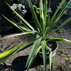 2 YUCCA PLANTS 