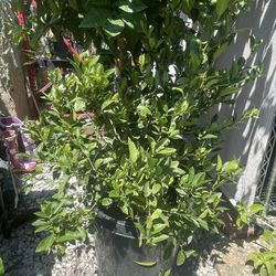 Green Lime Plant
