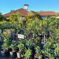 Grafted Fruit trees on sale now $50