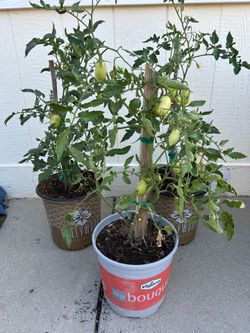 ROMA tomato plants in 3 gl.  $6 each