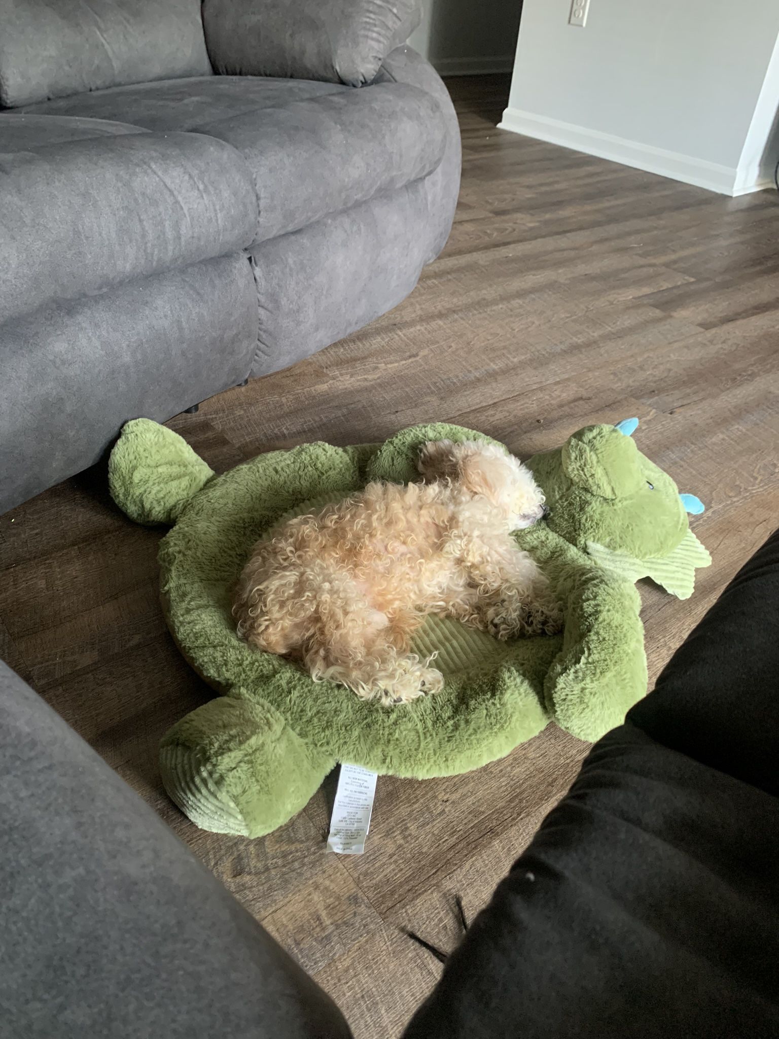 Bishon Poodle
