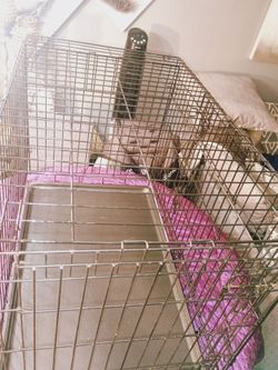 Larg DOG cage