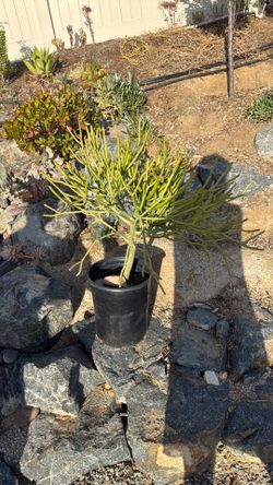 5 gallon fire stick plant