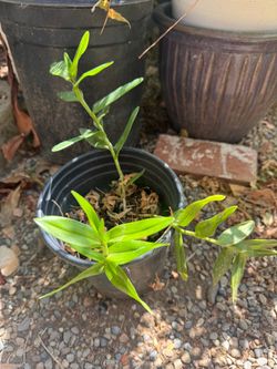 Established orchid