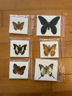 Real butterflies 6