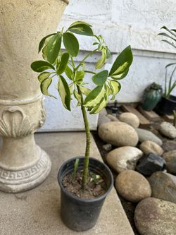 Variegated Umbrella Plant In One Gallon Pot 