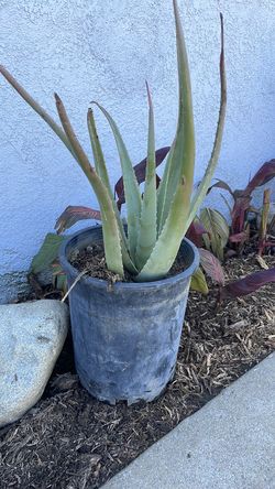 Aloe Vera plant $8