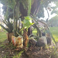 Dragon fruit plant in pot have fruit on it for sale