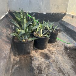 Maguey/Agave Plants 