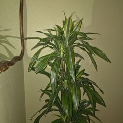 Indoor Living Plants