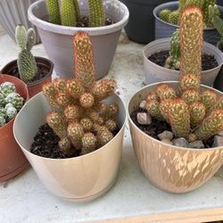 Cactus Plants