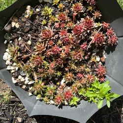 Succulents 