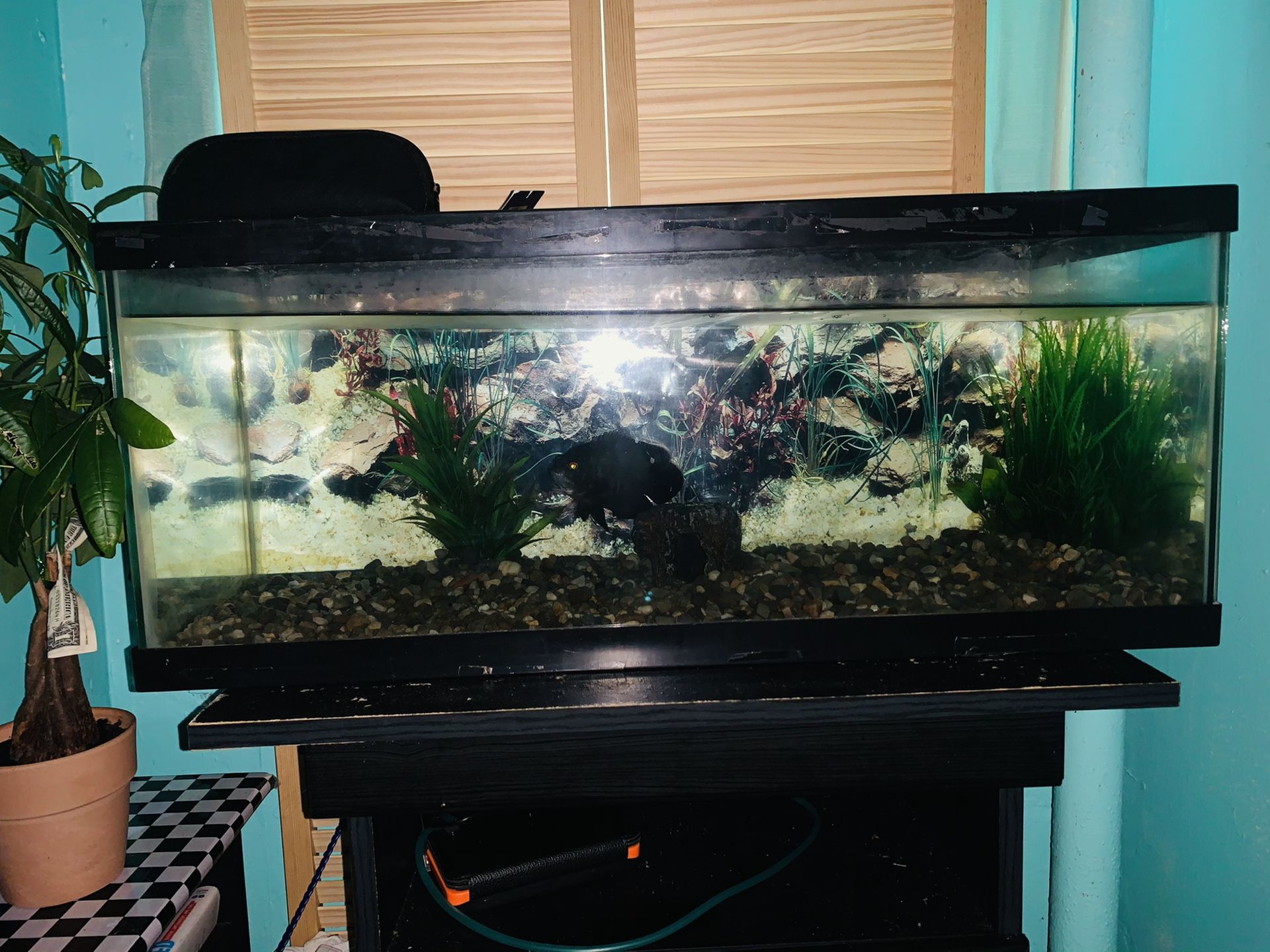 20 gallon long aquarium fish tank