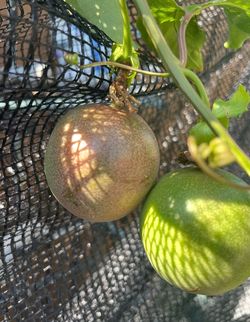 Passion fruit trees $5 each