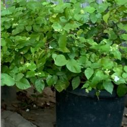 Jasmine Flowers 💐 Plant