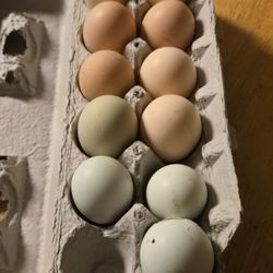 Farm Fresh Chicken Eggs