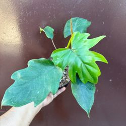 4” Philodendron Mayoi