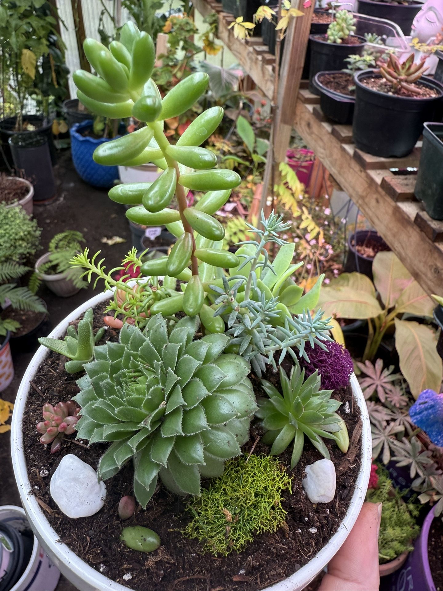 Gorgeous Succulent Potted Garden