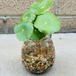 Succulents plants 🪴 （ Pennywort Plant）