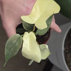 Rare Philodendron Florida Ghost Mint