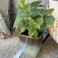 Large Glazed Planter Pot With Pink Hydrangea 
