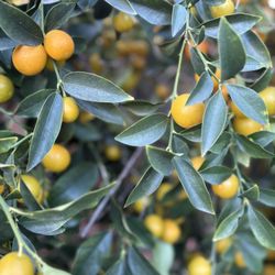 Organic Kumquats
