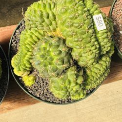 Mooncactus Imported Crest