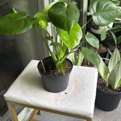 Indoor Plant