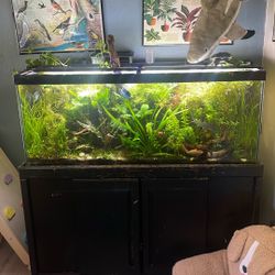 75 Gallon Planted Fish Tank /aquarium