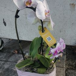 Orchid w/palm plant