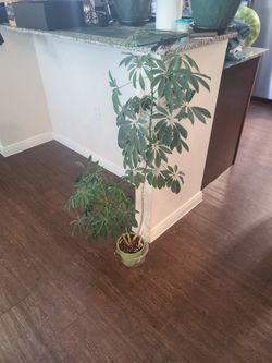Umbrella Plant