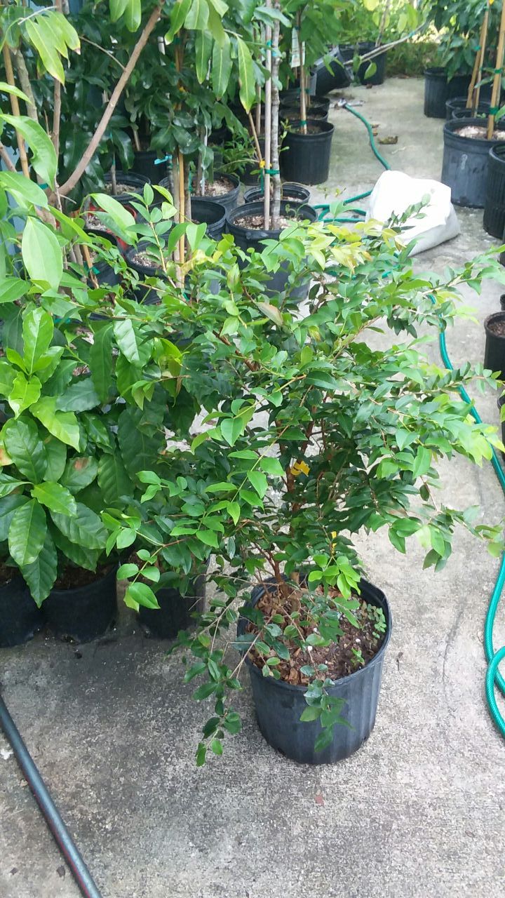 Jabuticaba tree. Brazilian grape tree