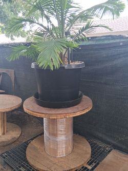 10 year old Majesty Palm tree