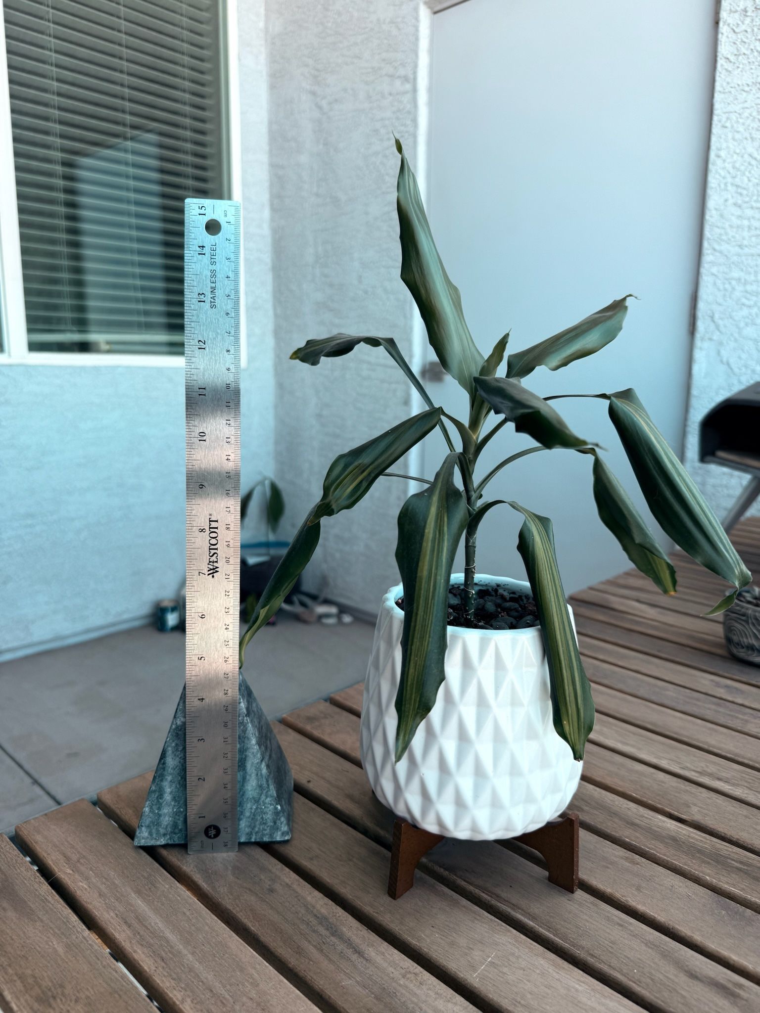 Dracaena Corn Plant 🌴