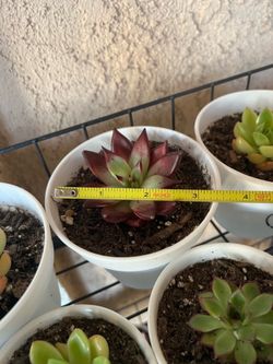 Cactus plants for sale rare and unusual yet beautiful to watch grow