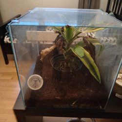 17-Gallon Cube Terrarium – Fully Set Up Habitat