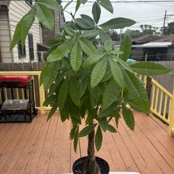 Money Tree For Sale