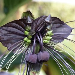 Bat Flower Tacca