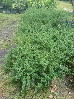 Serissa hedges 3gl $6