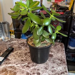 Jade Plant 